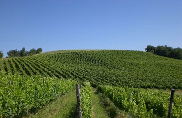 Scoperti in Umbria preziosi vitigni dimenticati da secoli